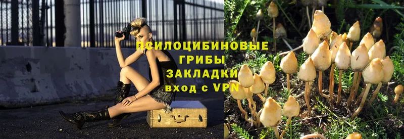 Псилоцибиновые грибы Psilocybe  Биробиджан 